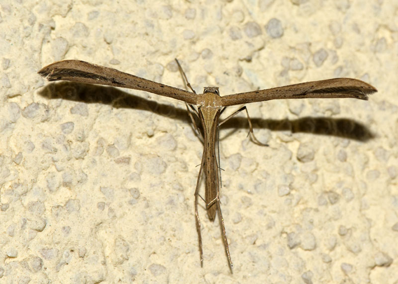 Pterophoridae: Emmelina monodactyla